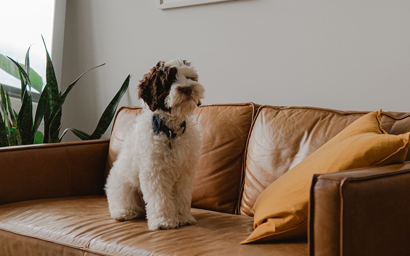 Dog standing on a brown leather couch 